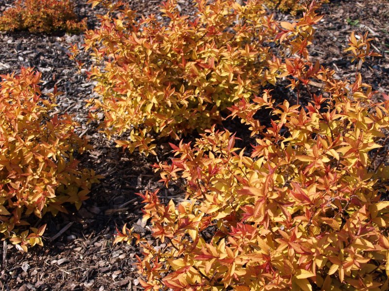 Spiraea japonica Golden Carpet