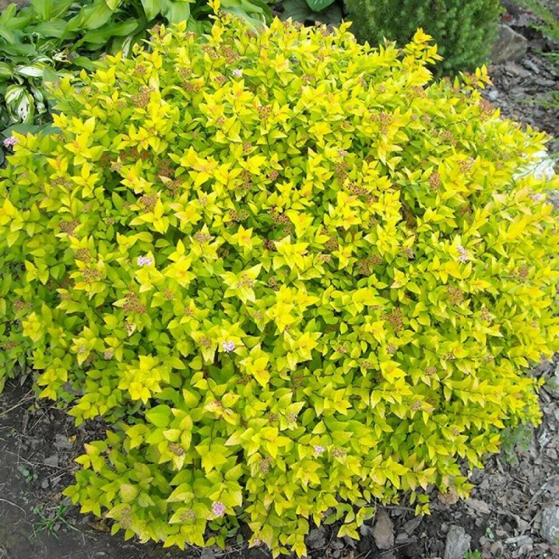 Спирея японская Spiraea japonica "Golden Princes"