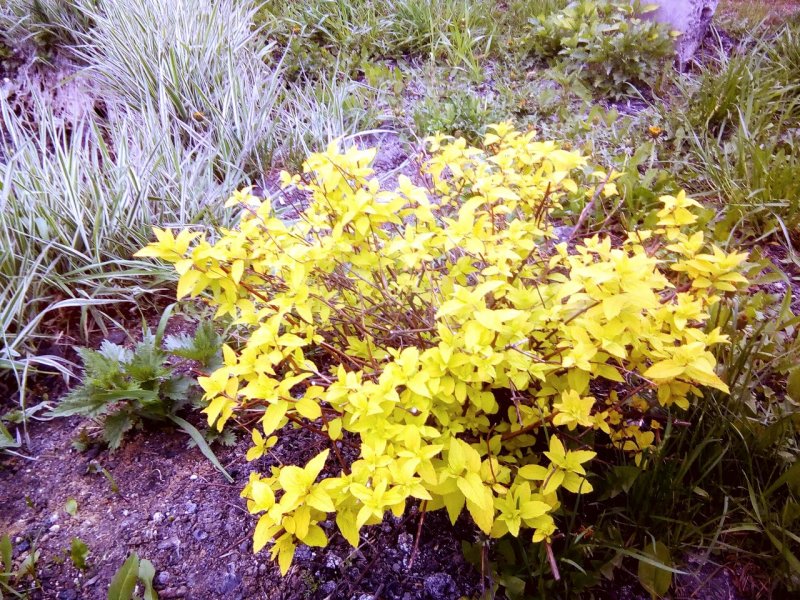 Спирея густоцветковая densiflora