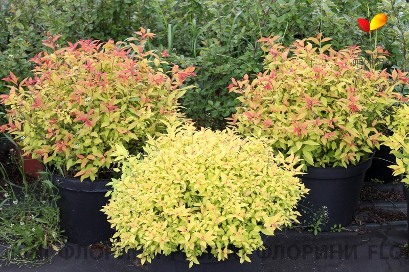 Спирея японская Spiraea japonica "Golden Princes"