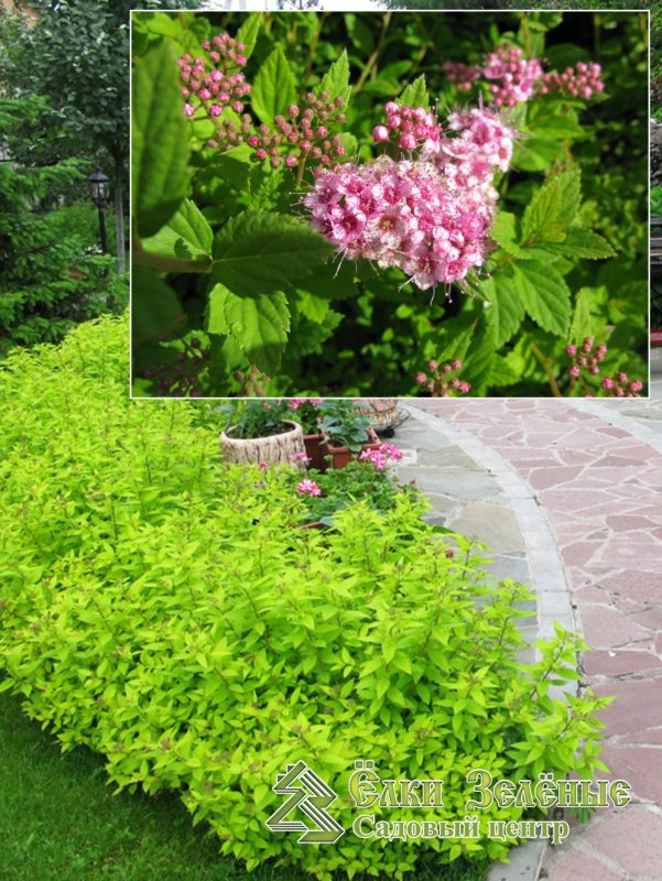 Spiraea japonica Candlelight