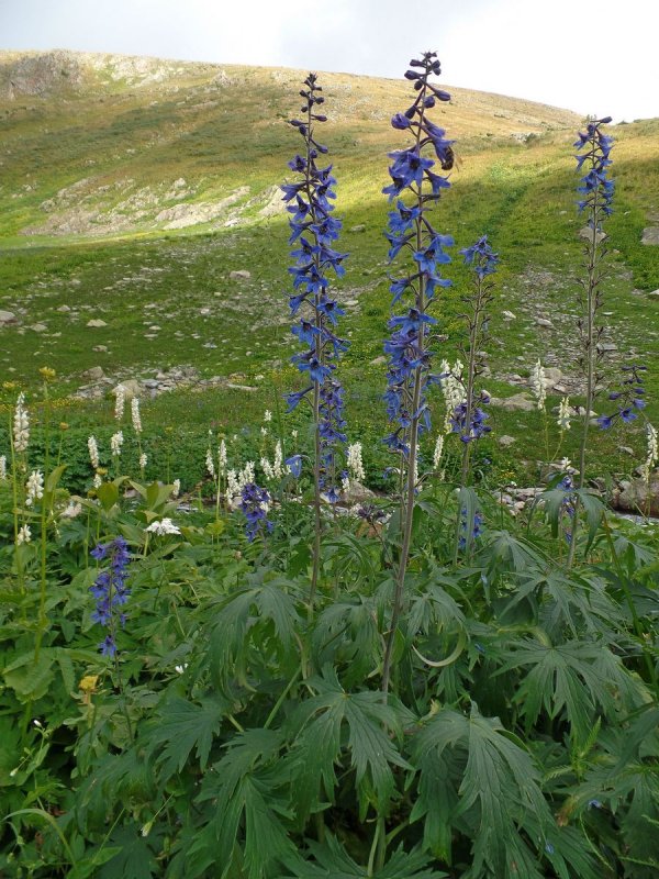 Delphínium elátum живокость высокая
