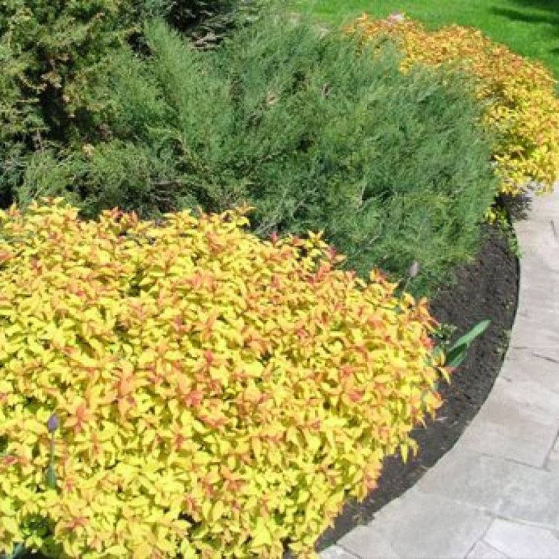 Спирея японская (Spiraea japonica `Candlelight)