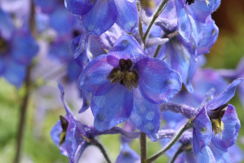 Живокость Delphinium