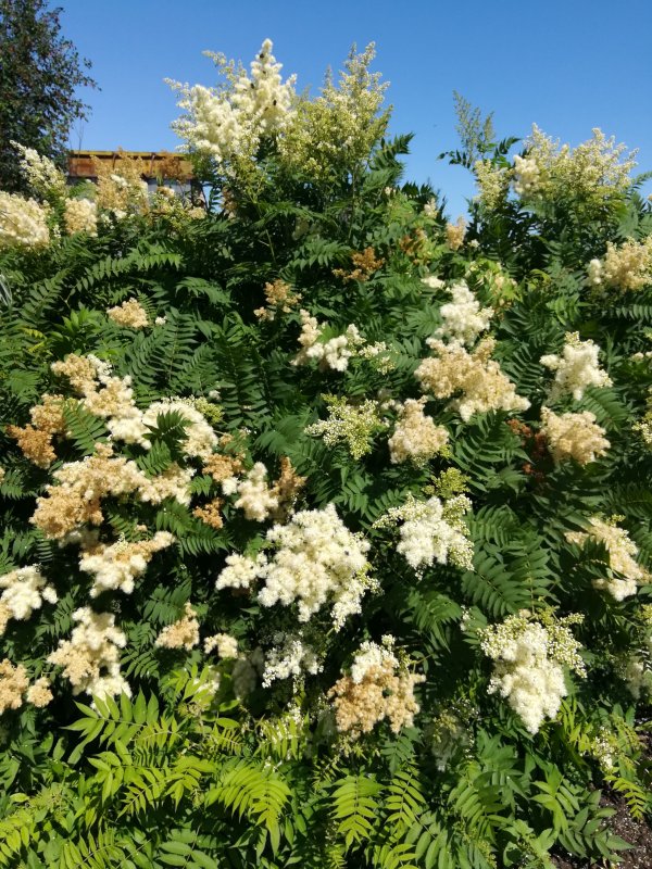 Кустарник рябинник рябинолистный