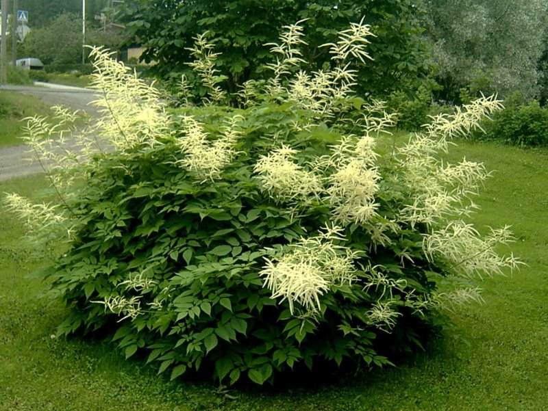 Рябинник рябинолистный (Sorbaria sorbifolia)