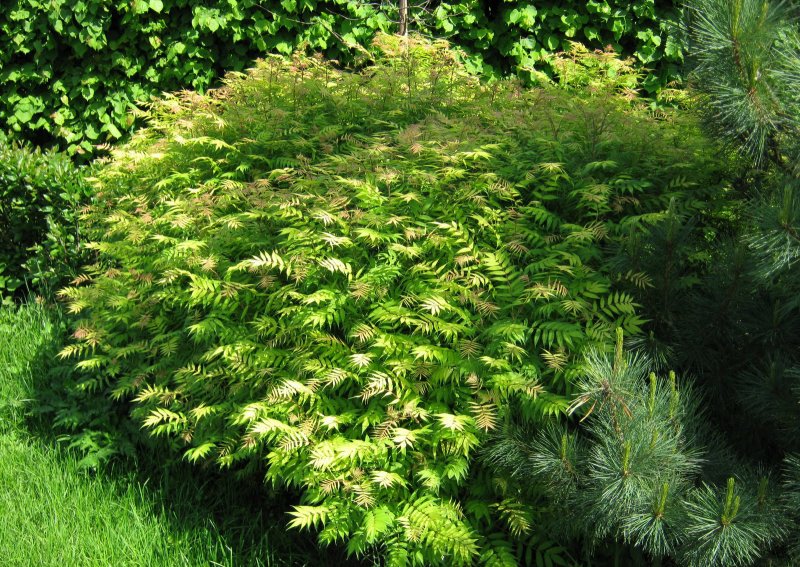 Рябинник рябинолистный Sorbaria sorbifolia “sem”
