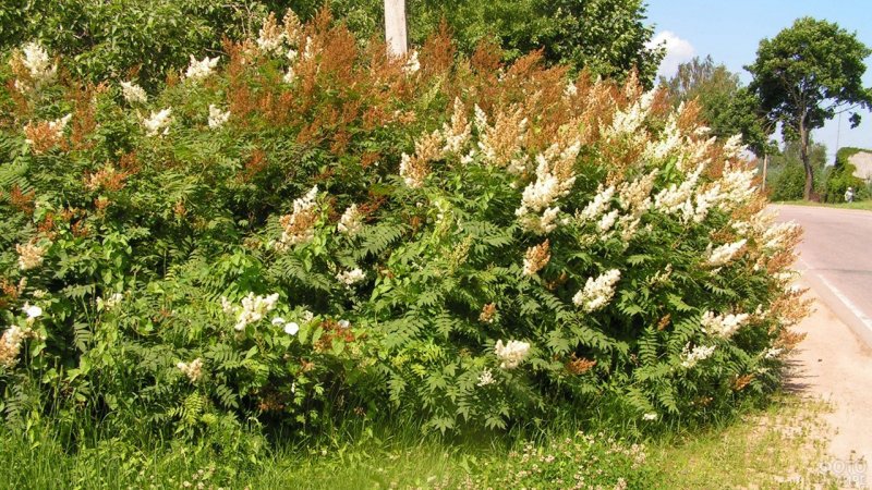 Рябинник рябинолистный (Sorbaria sorbifolia)