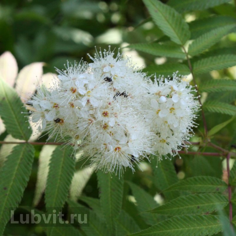 Рябинник рябинолистный (Sorbaria sorbifolia)