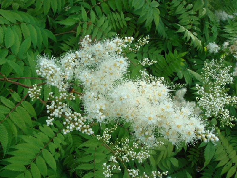 Кустарник рябинник рябинолистный