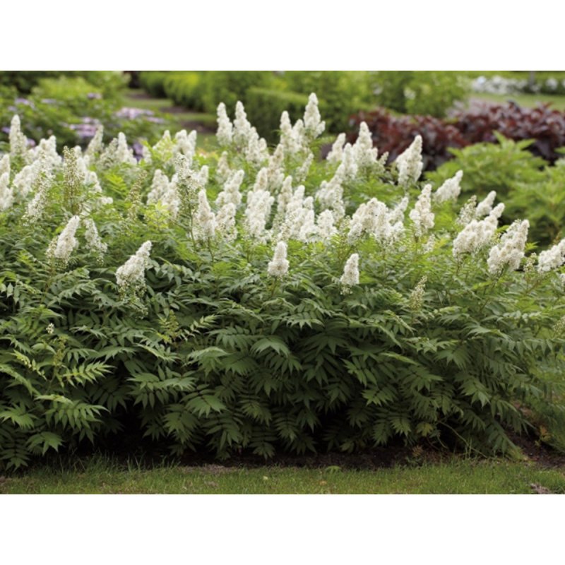 Рябинник рябинолистный (Sorbaria sorbifolia)