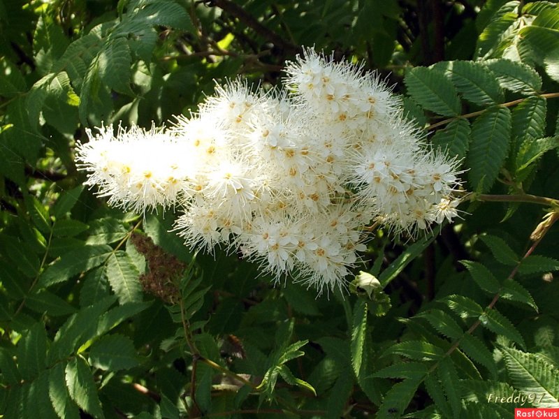 Рябинник рябинолистный (Sorbaria sorbifolia)
