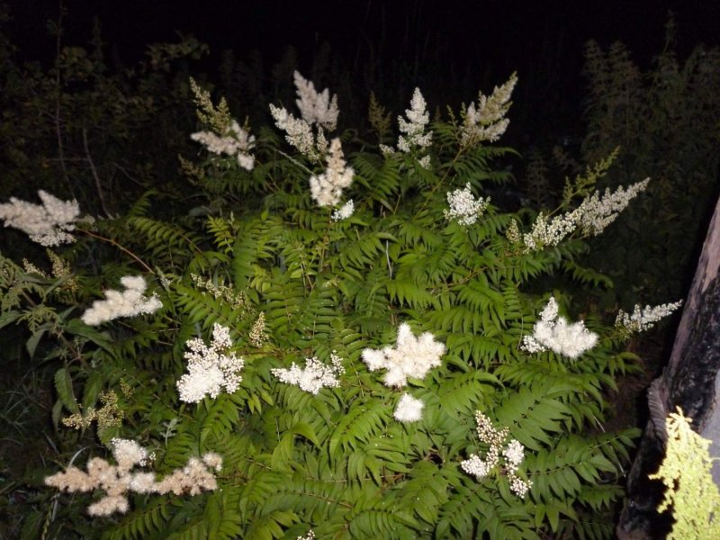Рябинник рябинолистный (Sorbaria sorbifolia)