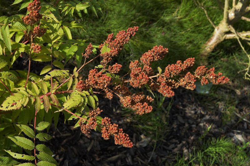 Рябинник рябинолистный (Sorbaria sorbifolia)