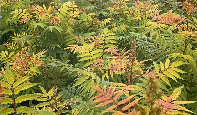 Растение Sorbaria sorbifolia