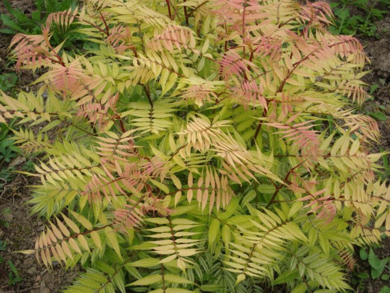 Рябинник рябинолистный (Sorbaria sorbifolia)