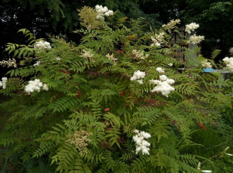 Рябинник рябинолистный (Sorbaria sorbifolia)