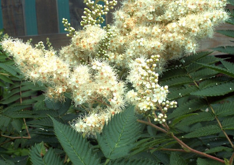 Рябинник сумахолистный Sorbaria rhoifolia