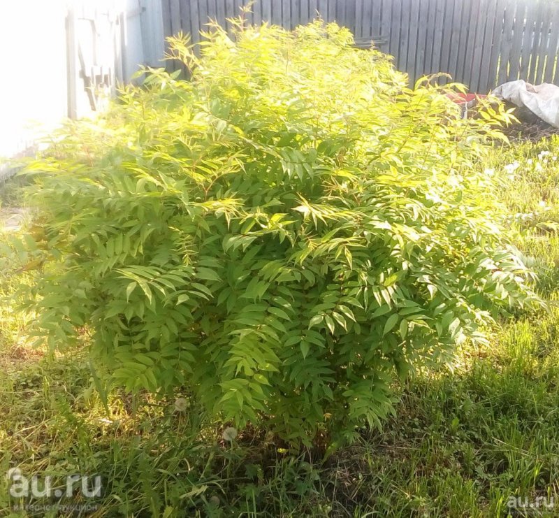 Рябинник рябинолистный (Sorbaria sorbifolia)
