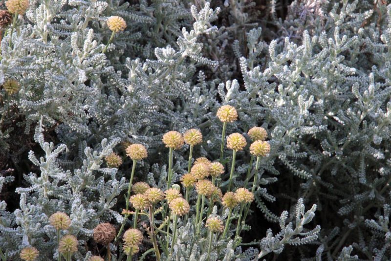 Сантолина кипарисовидная (Santolina chamaecyparissus) Нана