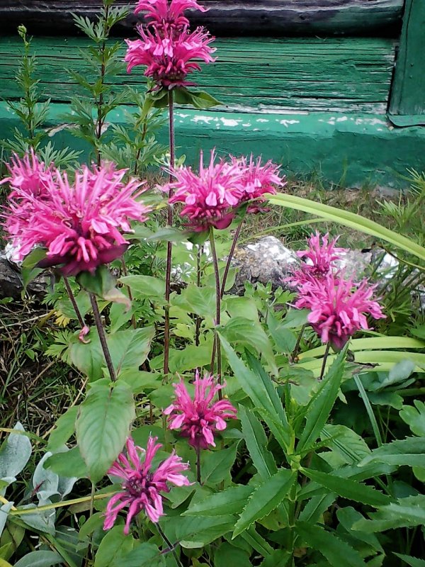 Монарда "balmy Lilac"