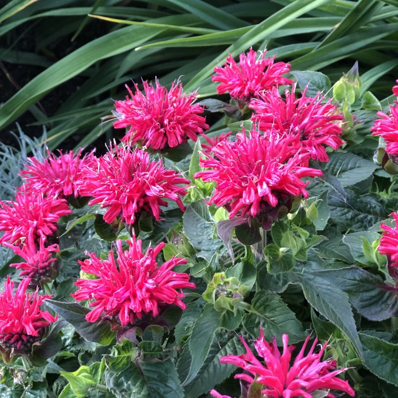 Монарда двойчатая (Monarda ),