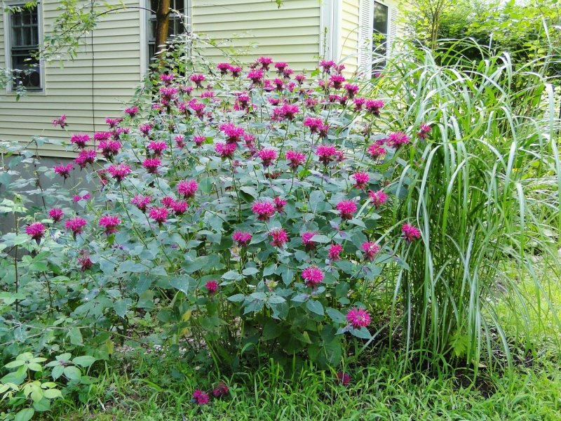 Монарда Croftway Pink
