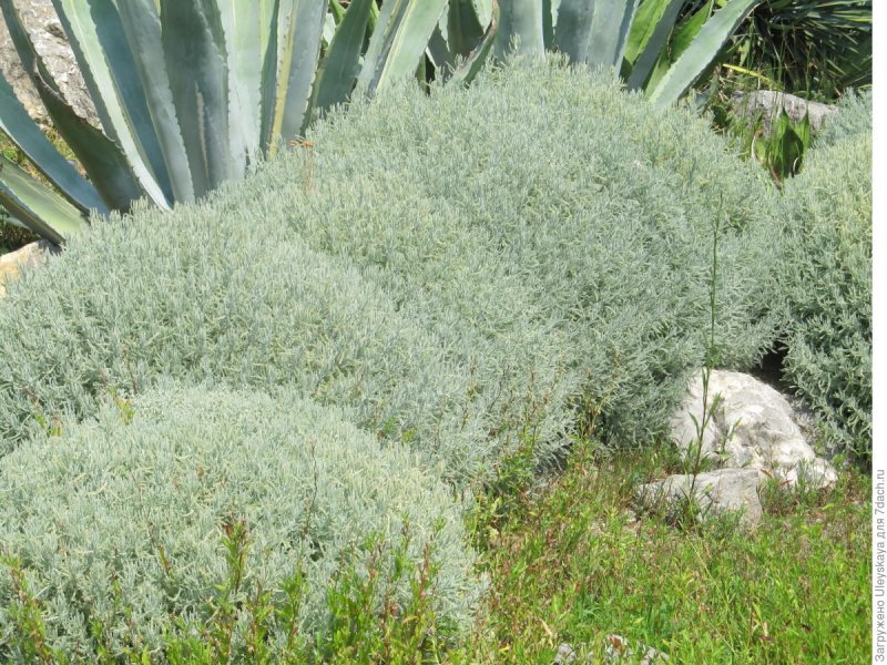 Сантолина chamaecyparissus