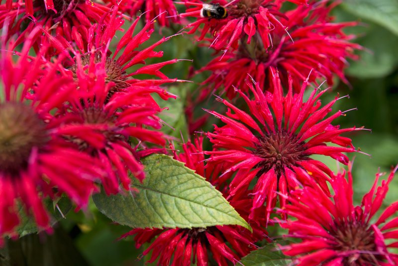 Monarda menthifolia