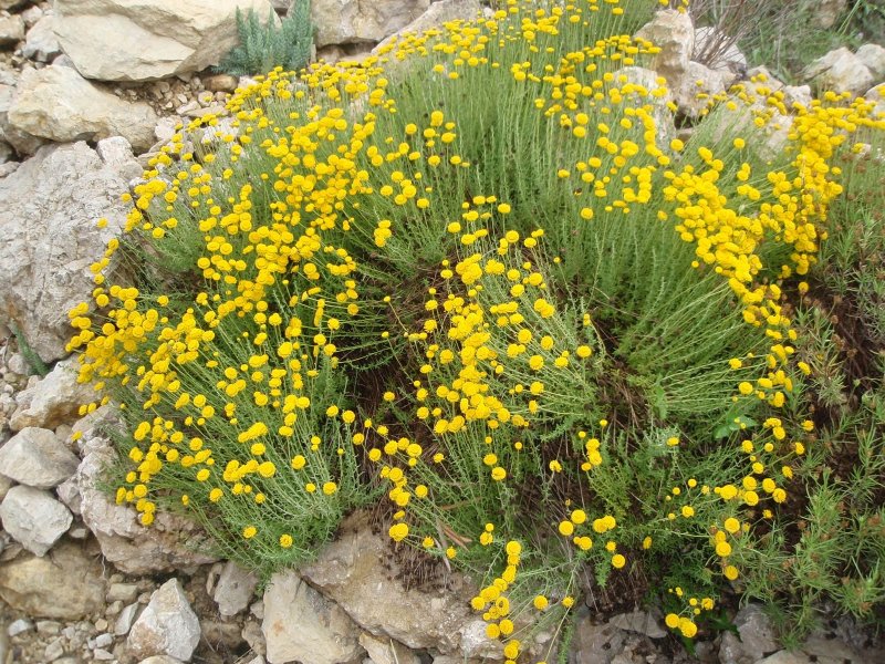 Сантолина chamaecyparissus