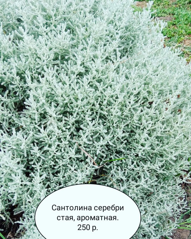 Сантолина Изумрудная