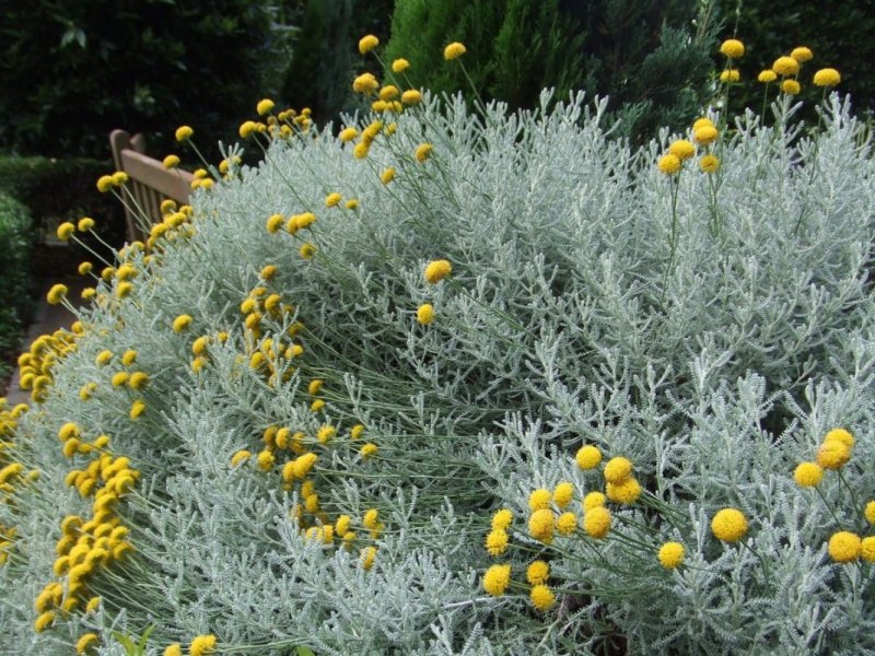 Сантолина кипарисовидная (Santolina chamaecyparissus) Нана