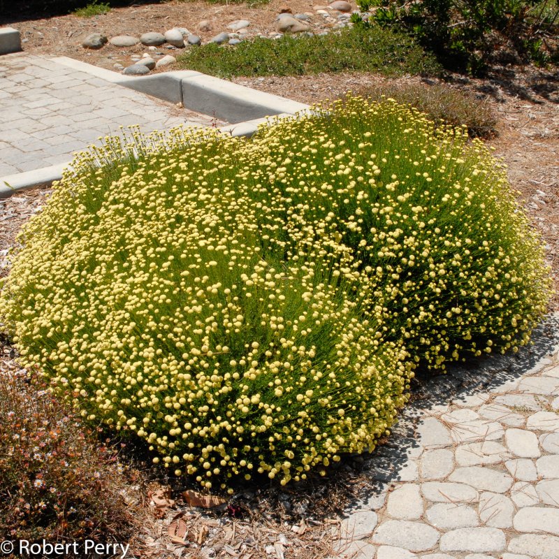 Santolina rosmarinifolia