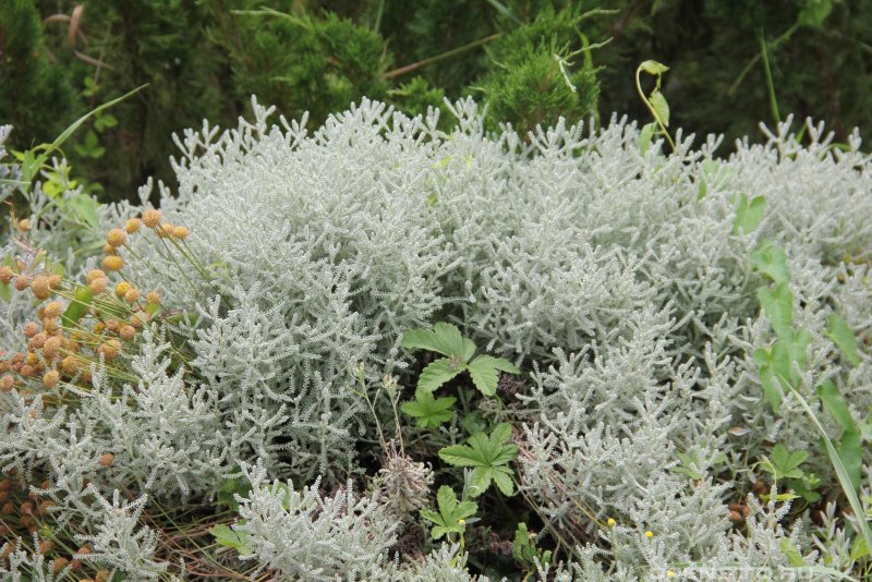 Сантолина кипарисовидная (Santolina chamaecyparissus) Нана