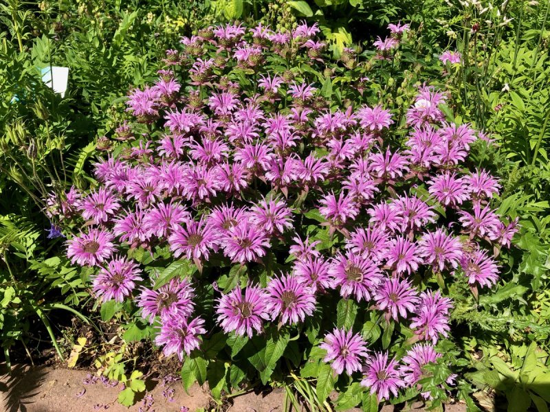 Монарда Брэдбери (Monarda bradburiana)