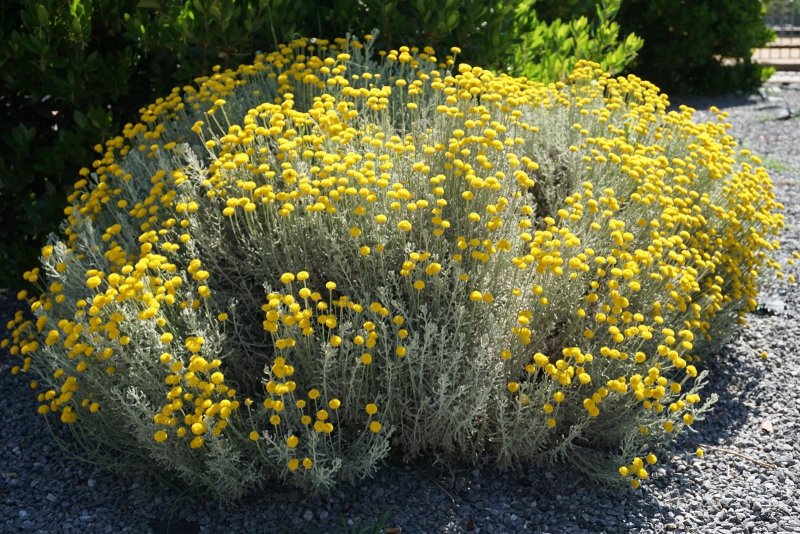 Сантолина перистая (Santolina pinnata)