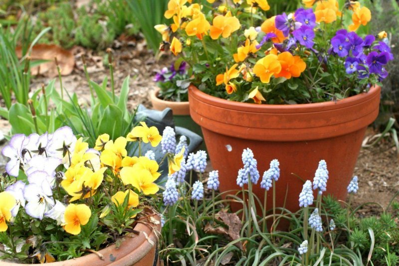 Pansy
