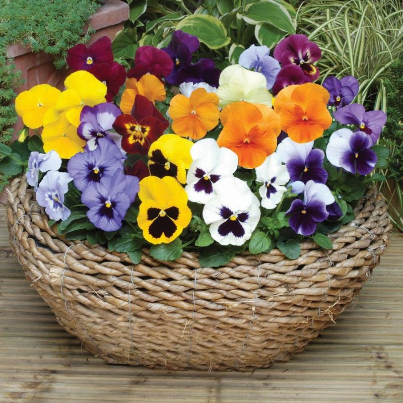 Анютины глазки (Viola Tricolor)