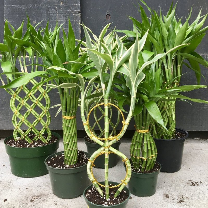 Драцена Сандера Dracaena sanderiana