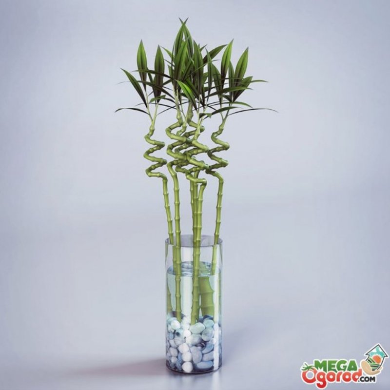 Бамбук лаки (Lucky Bamboo)