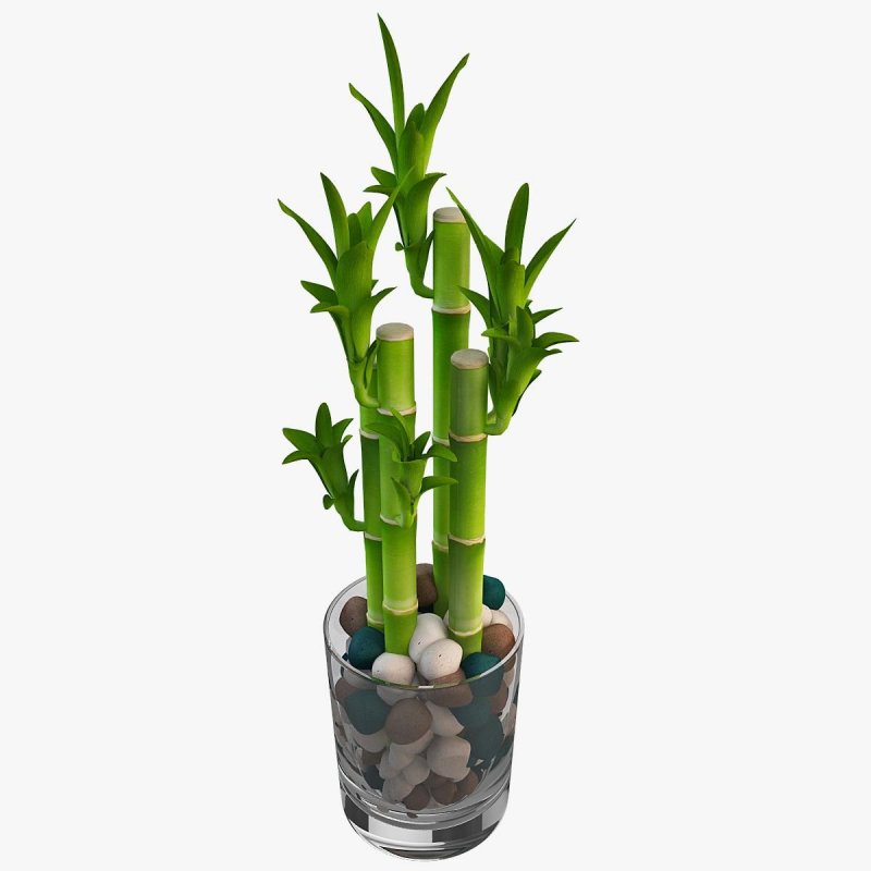 Сандера, бамбук счастья (Dracaena sanderiana);