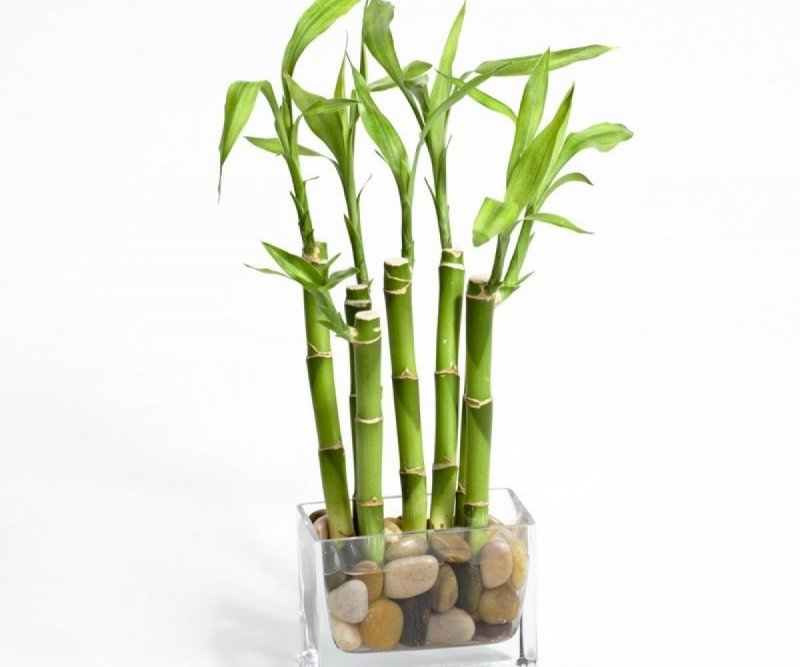 Драцена сандериана (Dracaena sanderiana)