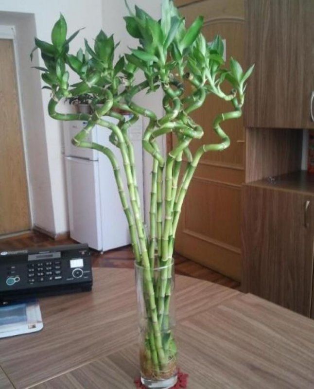 Бамбук Драцена Сандера