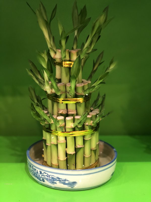 Драцена сандериана (Dracaena sanderiana)