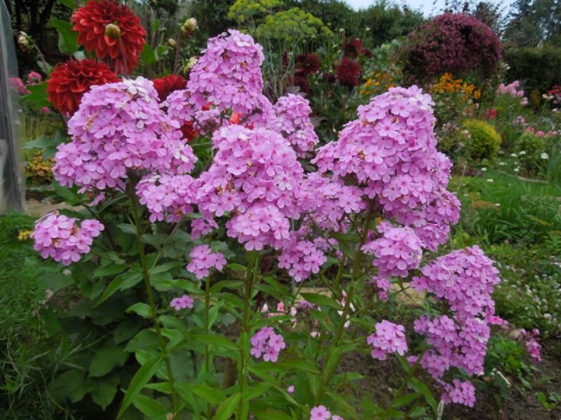 Флокс Хесперис