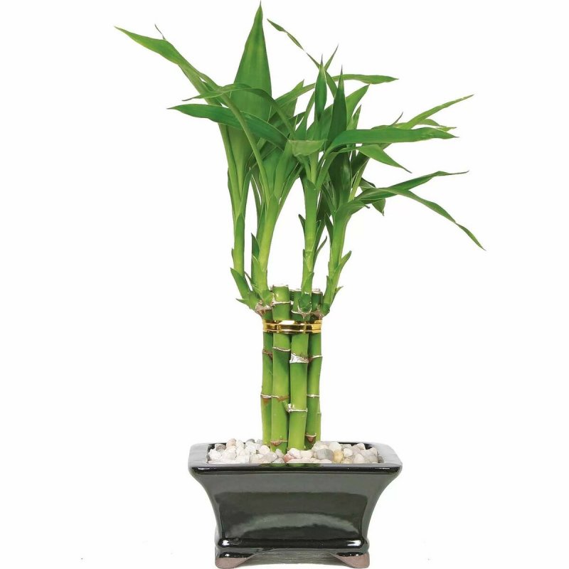 Драцена сандериана (Dracaena sanderiana)