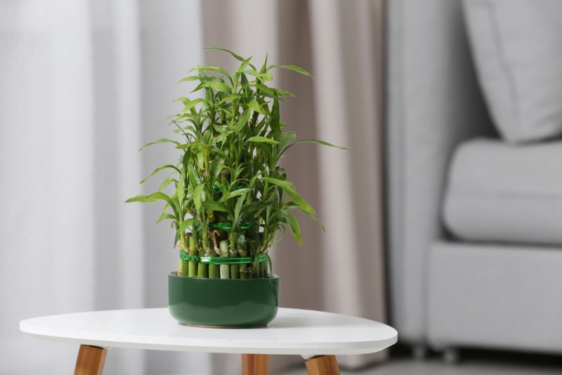 Драцена Сандера Dracaena sanderiana