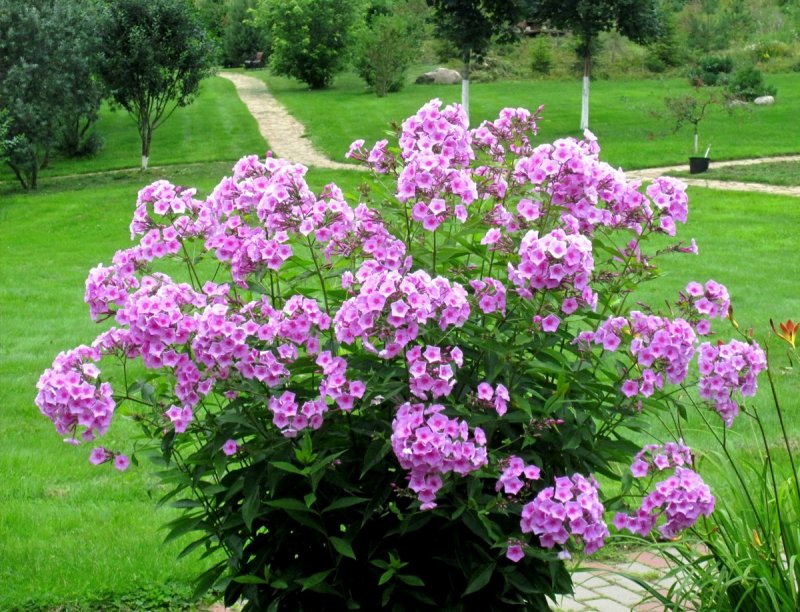 Флоксы куст
