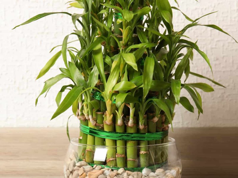Драцена Сандера Dracaena sanderiana