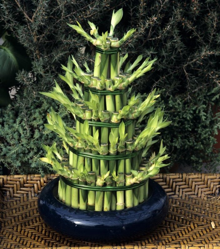 Драцена Сандера Dracaena sanderiana